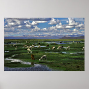 Poster Alpacas dans les Andes