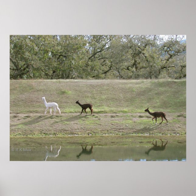 Poster - Alpacas sur la colline (Devant)