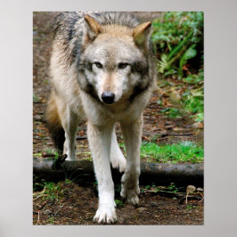 Poster Alpha Wolf