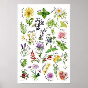 Poster Alphabet plante et herbes