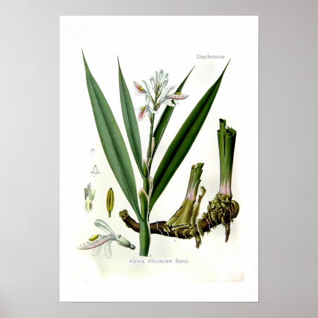 Poster Alpinia officinarum (Galangal) (Devant)