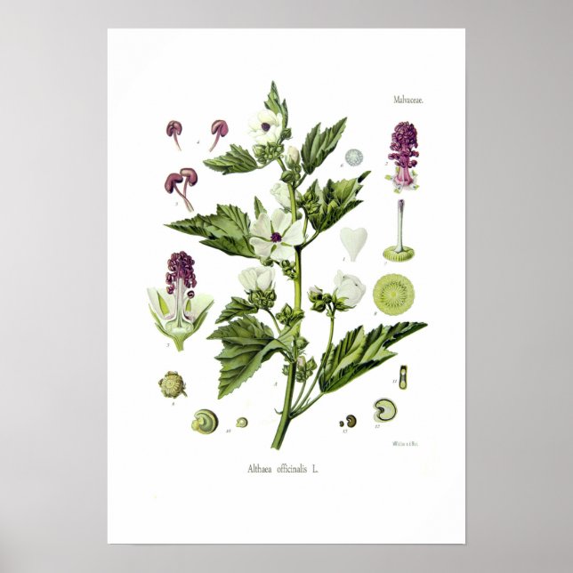 Poster Althaea officinalis (Devant)