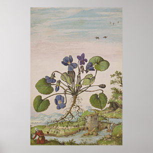 Poster Alto botanique antique d'art
