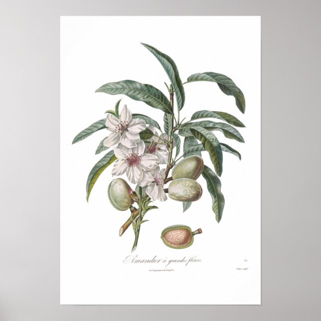 Poster Amandier, Amandier a grandes fleurs (Devant)