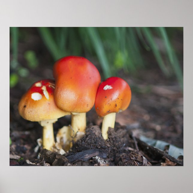 Poster Amanita family mushrom (Devant)
