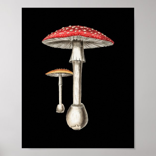 Poster Amanita Muscaria Champignons Botanique Nature Fung (Devant)