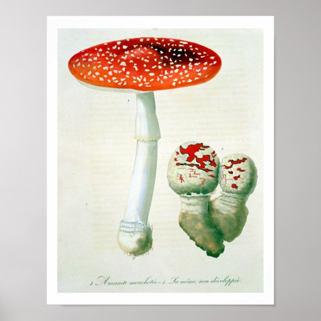 Poster Amanita Muscaria de 'Phytographie Medicale' de J (Devant)