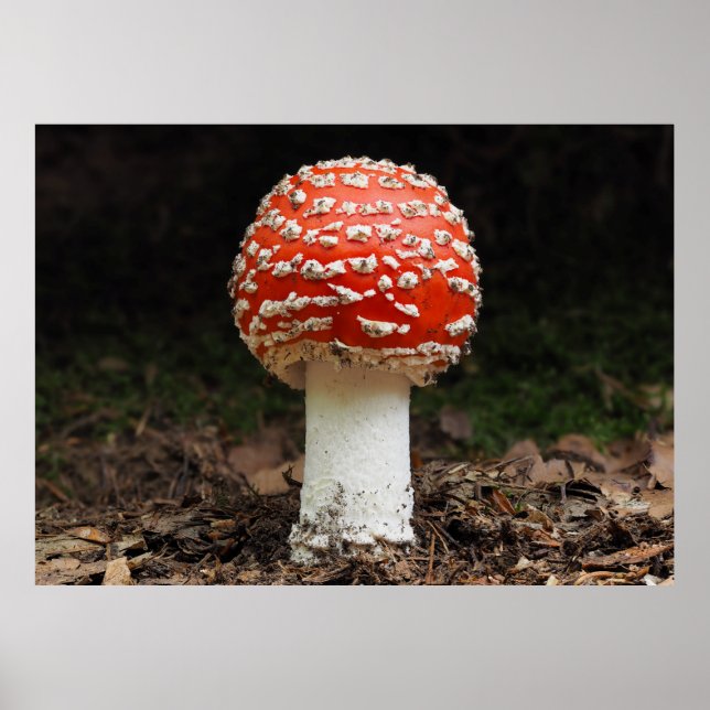 Poster Amanita muscaria var. aureola (Flly Agaric) (Devant)