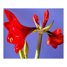 Amaryllis