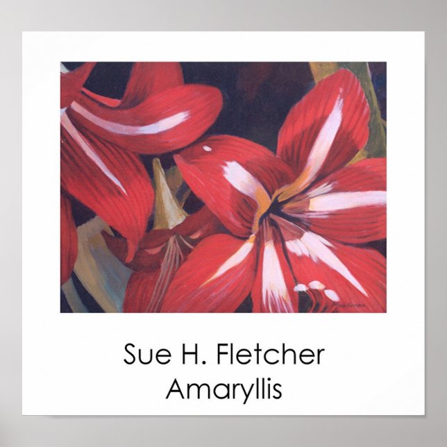 Poster Amaryllis (Devant)