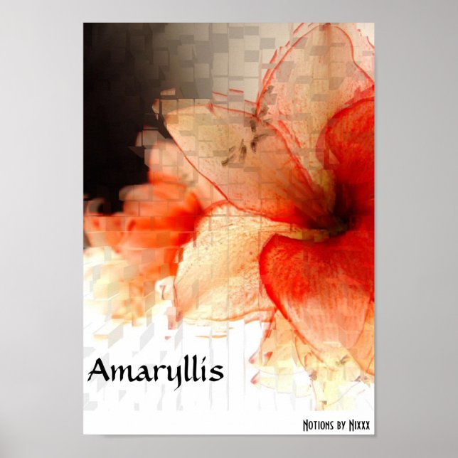 Poster Amaryllis (Devant)
