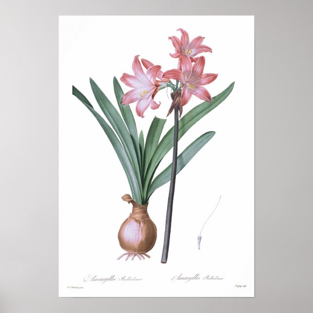 Poster Amaryllis belladonna (Devant)
