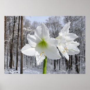 Poster Amaryllis blanc et neige I