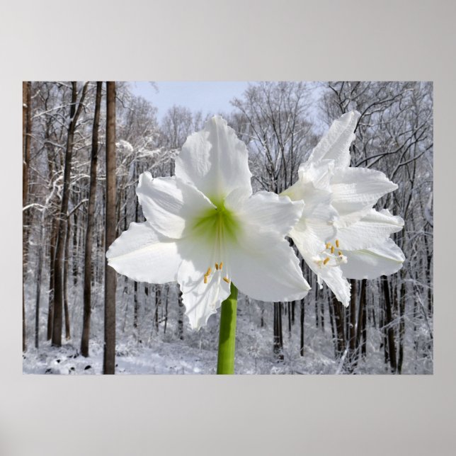 Poster Amaryllis blanc et neige I (Devant)