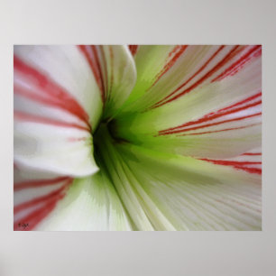 Poster Amaryllis blanc et rouge