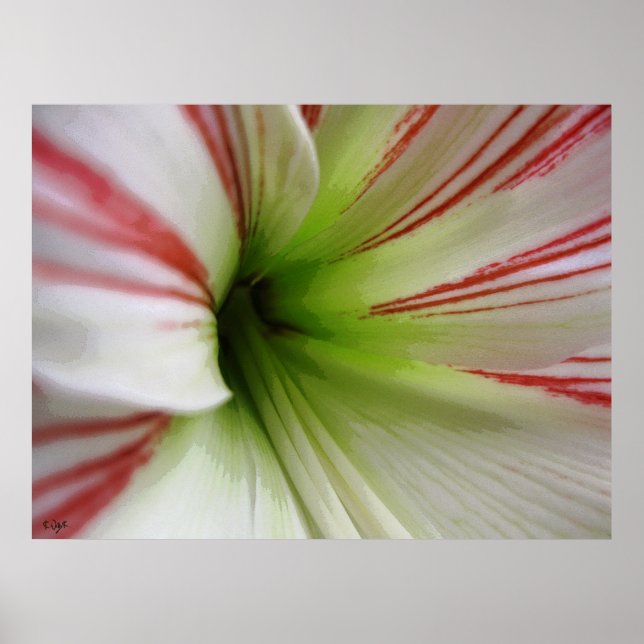 Poster Amaryllis blanc et rouge (Devant)