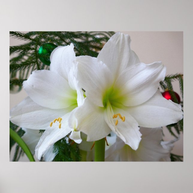 Poster Amaryllis blanc et sapin de Noël (Devant)