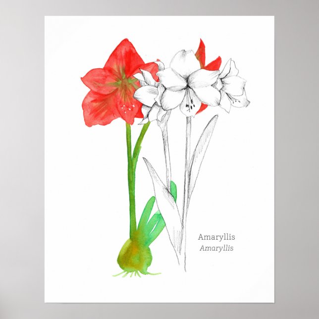 Poster Amaryllis Langue des Fleurs Art Plante Botanique (Devant)