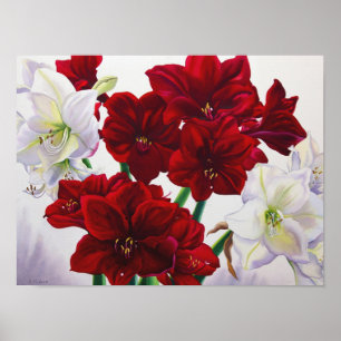 Poster Amaryllis rouge et blanche 2008
