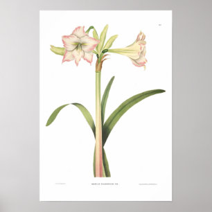 Poster Amaryllis solandriflore