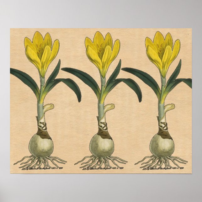 Poster Amaryllis Tulip Jardin Botanique Fleur (Devant)