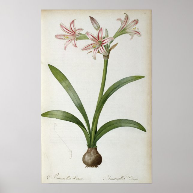 Poster Amaryllis Vittata (Devant)