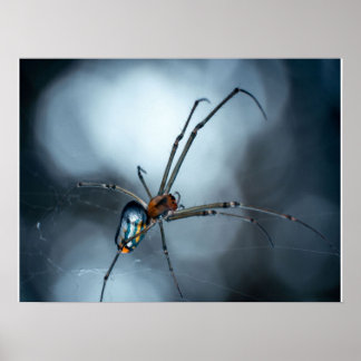 Poster Amateurs d'araignée | Beauty Spider Avec Des Webs