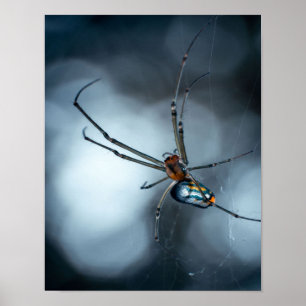 Poster Amateurs d'araignée   Beauty Spider Avec Des Webs