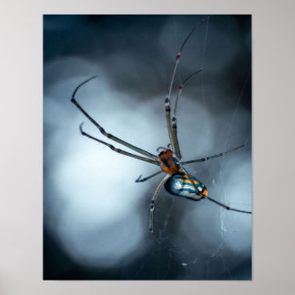 Poster Amateurs d'araignée | Beauty Spider Avec Des Webs