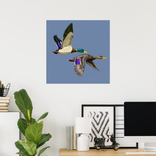 Poster Amateurs de canard de Mallard