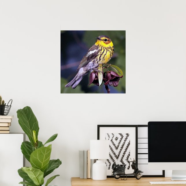 Poster Amateurs d'oiseaux de Paruline du Cap-Mai (Bureau à domicile)
