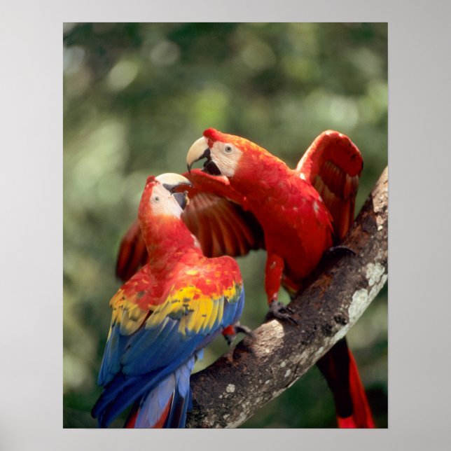 Poster Amazonie, Brésil. Paire de Scarlet Macaws (Ara (Devant)