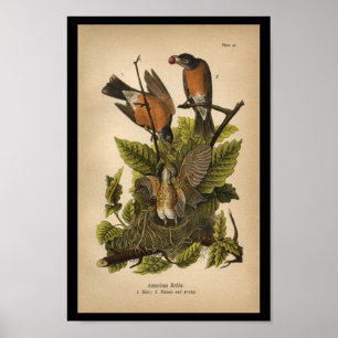 Poster Américain 1890 d'impression d'oiseau Robin