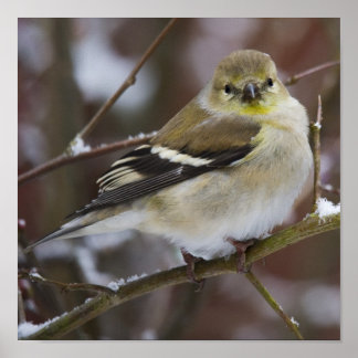 Poster Américain Goldfinch