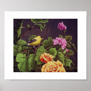 Poster Américain Goldfinch