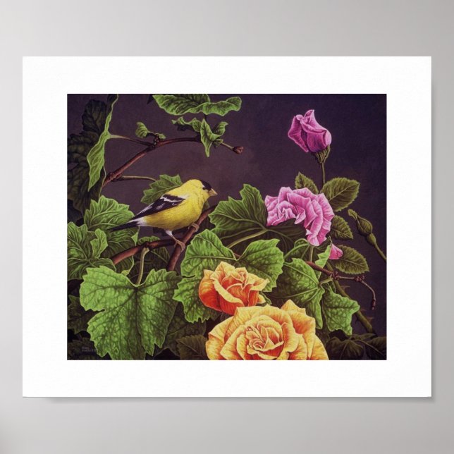 Poster Américain Goldfinch (Devant)