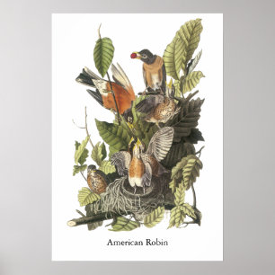 Poster Américain Robin, copie de John Audubon