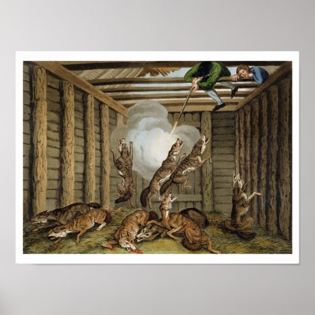 Poster American Anecdote : Tirer sur les loups, gravé par (Devant)