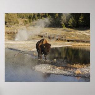 Poster American Bison Yellowstone Wildlife Photography