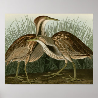 Poster American Bittern