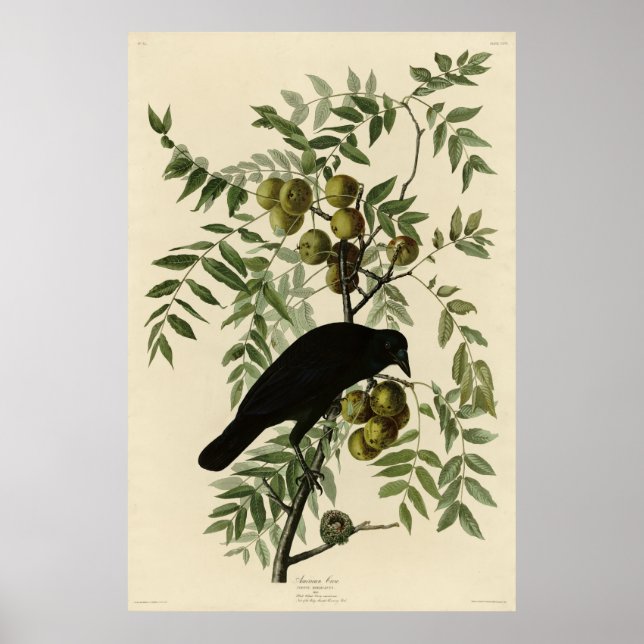 Poster American Crow de John Audubon's Birds of America (Devant)