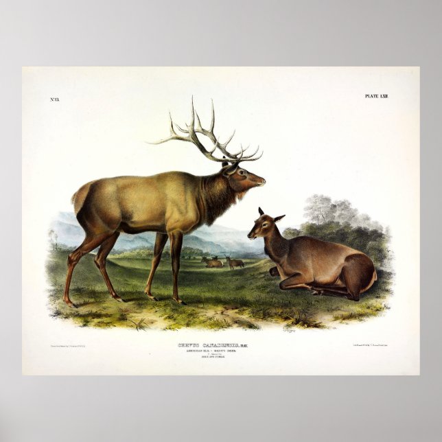 Poster American Elk ou Wapiti Deer par Audubon (Devant)