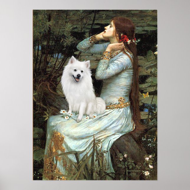 Poster American Eskimo Dog - Ophelia assis (Devant)