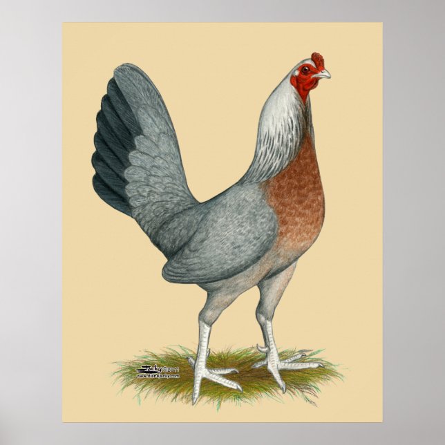 Poster American Game Hen Silver Blue (Devant)