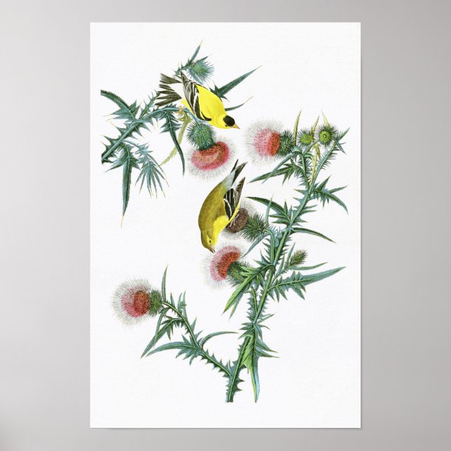 Poster American Goldfinch John Audubon Birds of America (Devant)