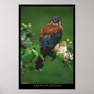 Poster American Kestral