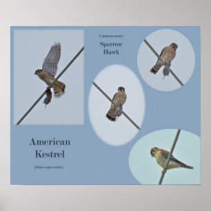Poster American Kestrel (Falco sparverius) Articles Impri