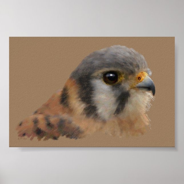 Poster American Kestrel Portrait (Devant)