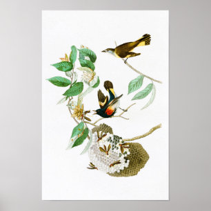 Poster American Redstart John James Audubon Birds America