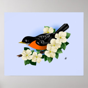 Poster American Robin Bird